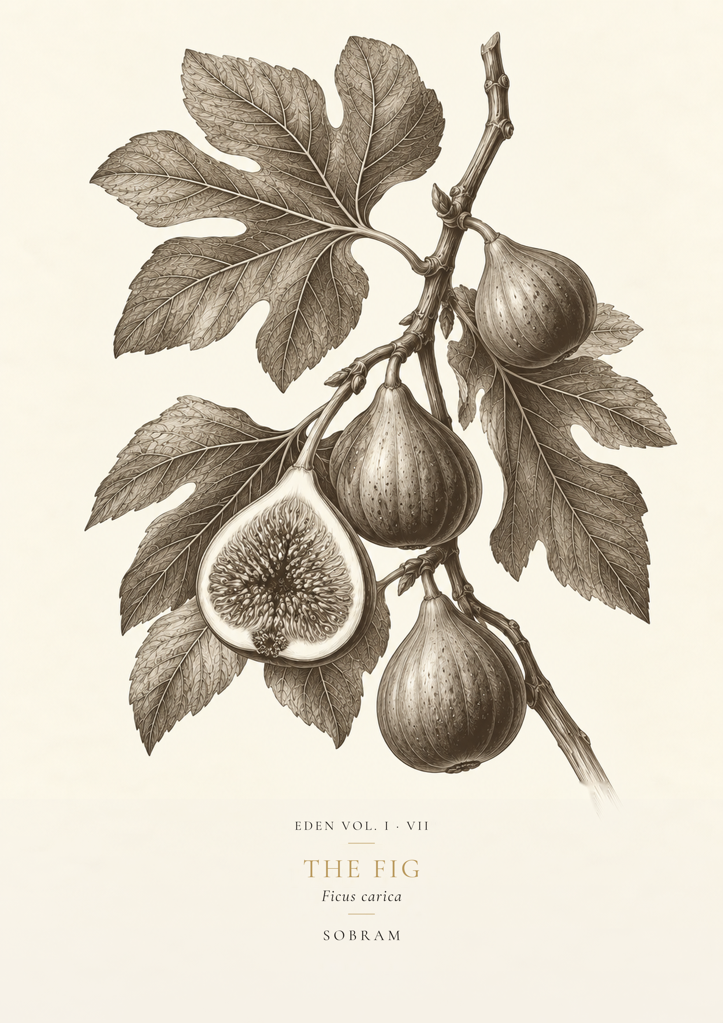 The Fig botanical print in the right walnut frame