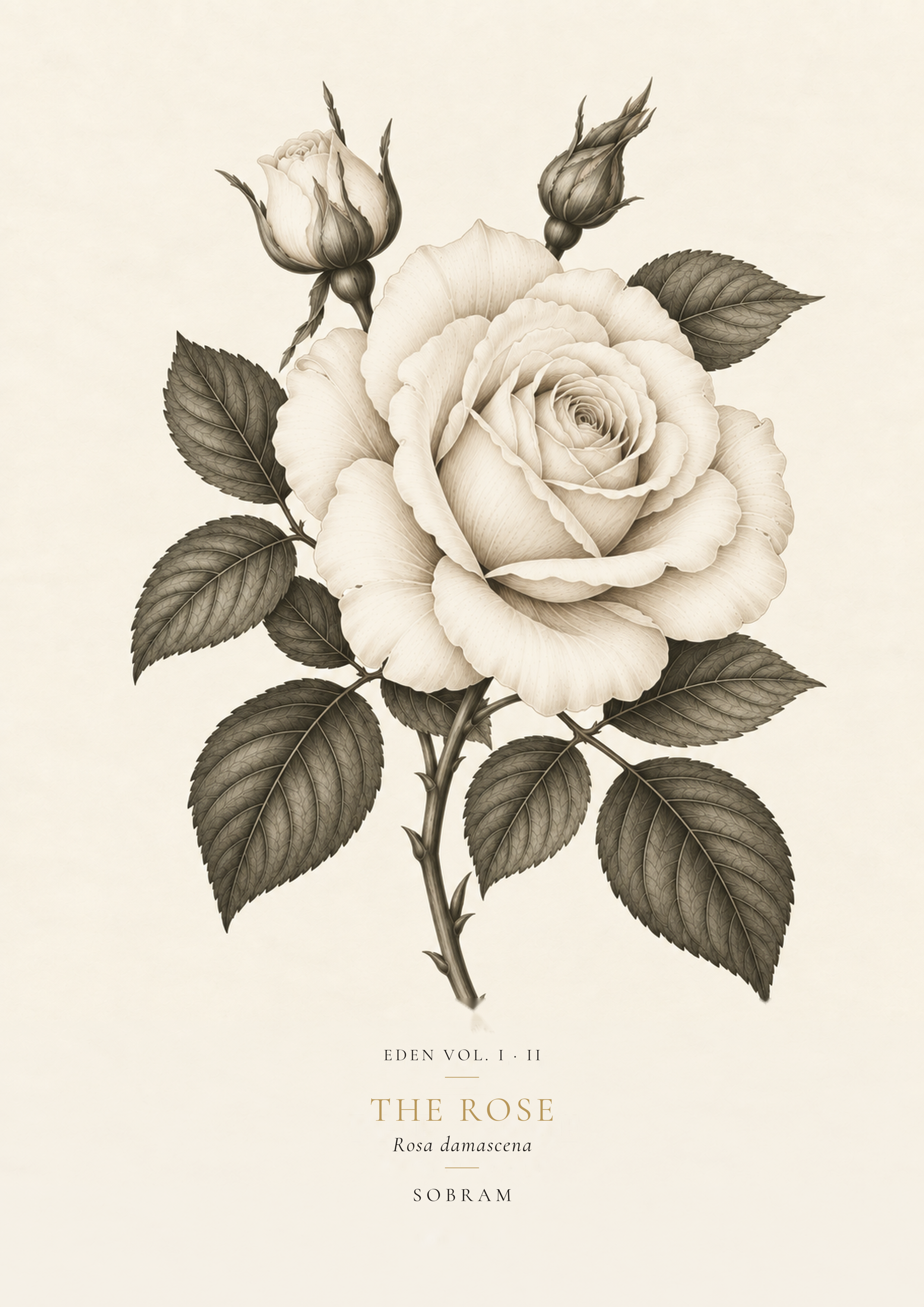 The Rose botanical print in the centre walnut frame